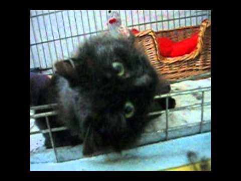 Video: Geredde Kat Met Slecht Gematteerde Vacht Krijgt Een Nieuwe Look En Een Nieuw Thuis