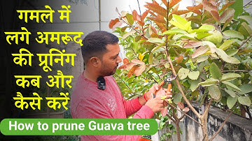 गमले में लगे अमरूद की प्रूनिंग कब और कैसे करें, जाने सही तरीका | How to Prune a Guava tree in Hindi