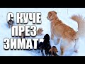 1 ДЕН С КУЧЕ ПРЕЗ ЗИМАТА 1 ДЕН С КУЧЕ ПРЕЗ ЗИМАТА