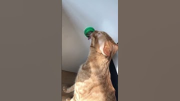 Rotating Interactive Catnip Ball