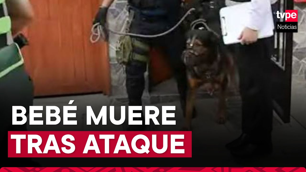 SJL: Bebé de 3 meses falleció tras ser atacada por 2 perros rottweiler