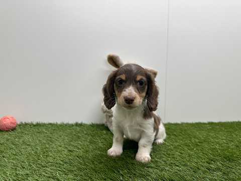 Video van Teckel Mannelijk Tricolor - PUP-ID 010725222 | Dierenhof Debrabandere