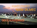 NAİM DİLMEC - GECE KARIŞMASI (POSTA GÜVERCİNLERİ)