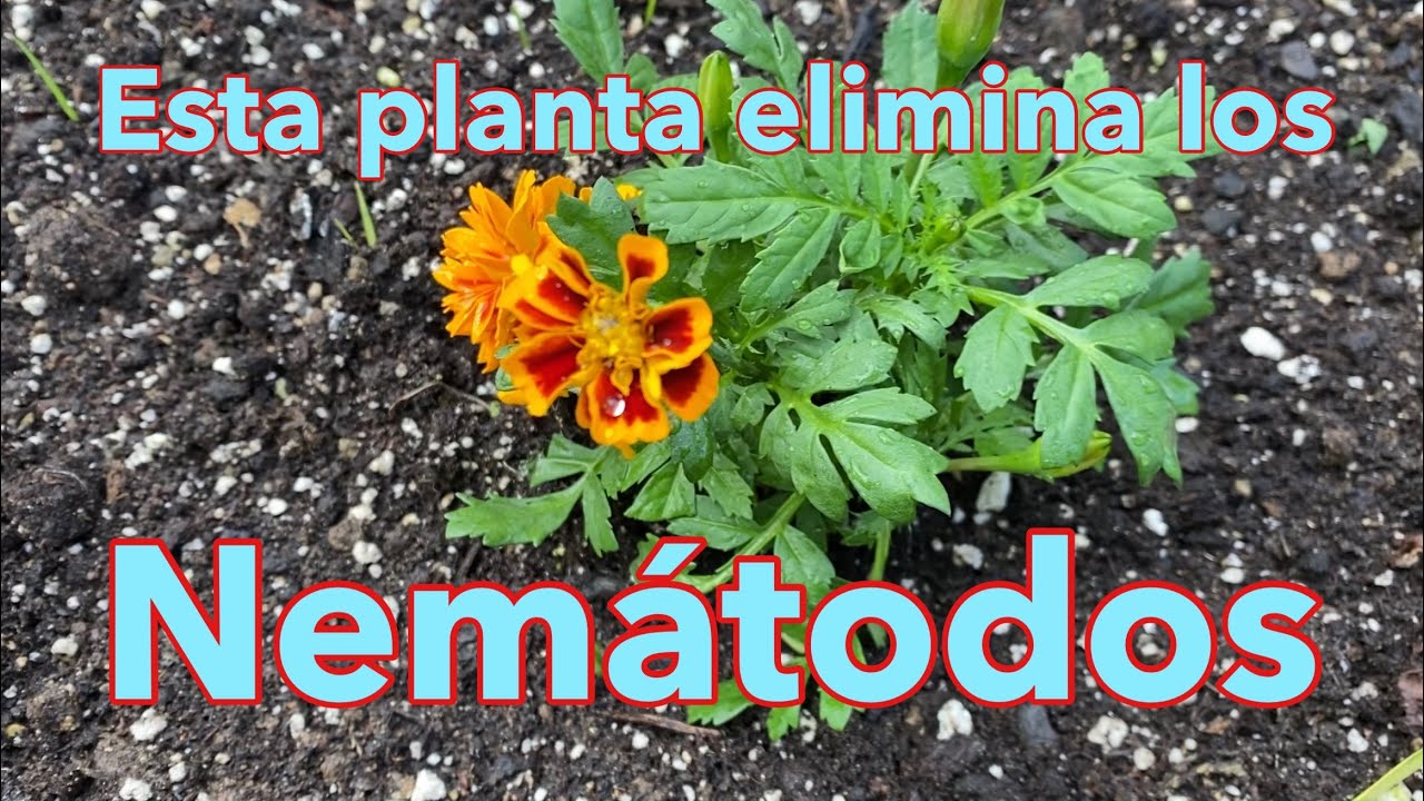 Esta Planta Acaba con los Nemátodos￼
