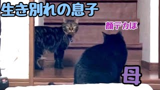 生き別れの息子猫に再会した母猫の態度が辛辣です…