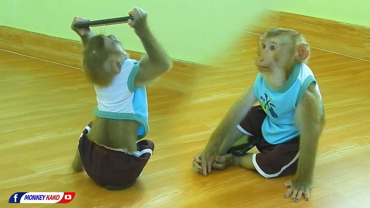 Funny Animals, Adorable Monkey KAKO Playing Smart Phone