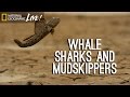 Photographing Our Seas: Whale Sharks and Mudskippers | Nat Geo Live