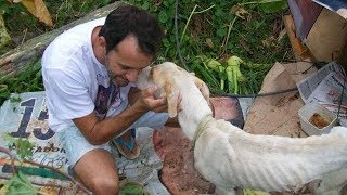 Мужчина нашёл в лесу умирающую собаку и спас Мужчина нашёл в лесу умирающую собаку и спас