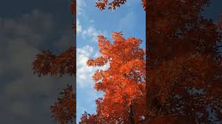 #nature #природа #природныепейзажи #осень #autumn #soul #red #trees #дерево #парк#прогулка #shorts