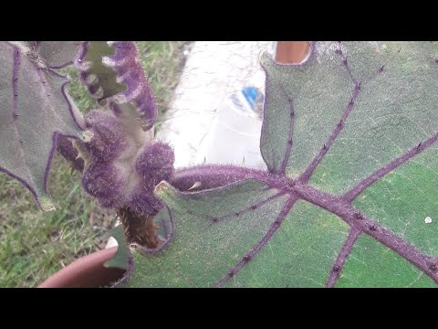 Video: Controlling Pests Of Naranjilla Txiv Hmab Txiv Ntoo - Yuav Ua Li Cas Tso Cov Kab Uas Noj Naranjilla