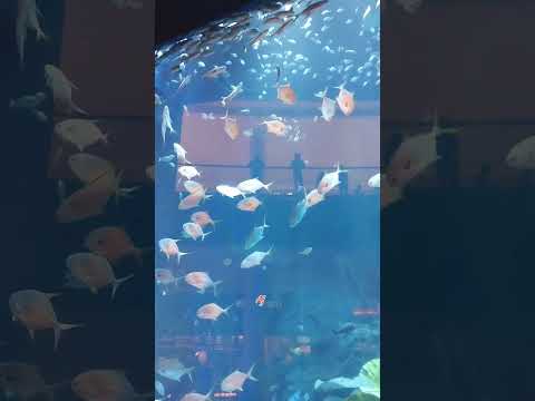 world biggest aquarium @Dubai #aquarium #fish #dubai #dubaimall
