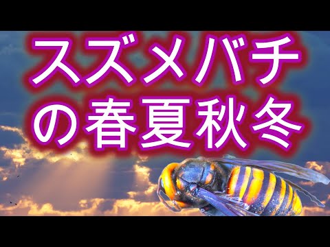 日本蜜蜂 No1春百花｜神戸の純粋はちみつ | 神戸オリジナルハニー DTC