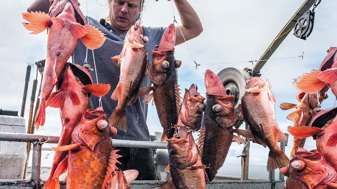 Amazing Longline Fishing By Hand Catch Many Fish That live on The