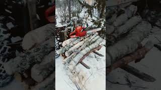 Cutting some trees for next winter