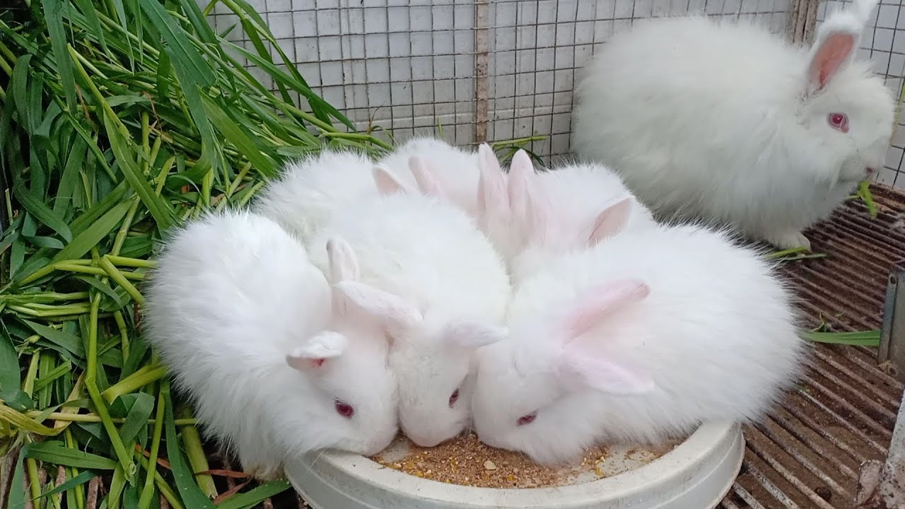 rabbit wool business for villagers in Pakistan - YouTube