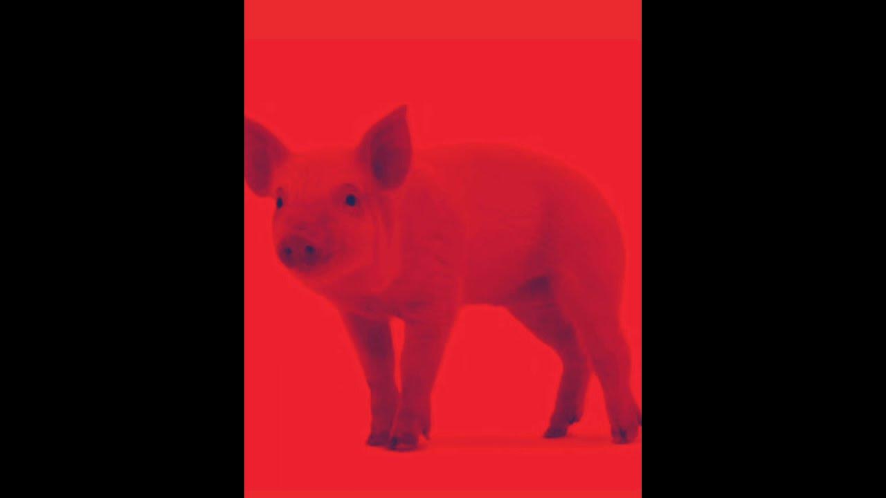 goofy ahh pig - YouTube
