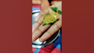 भगवान शंकर को बेलपत्र पर चन्दन लगाकर बीच पत्ती पर शहद वाला उपाय।