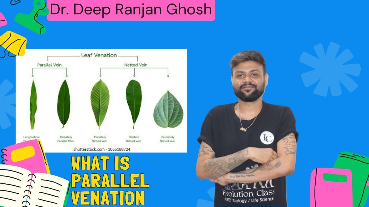 What Your Biology Textbook Doesn't Tell You About Parallel Venation