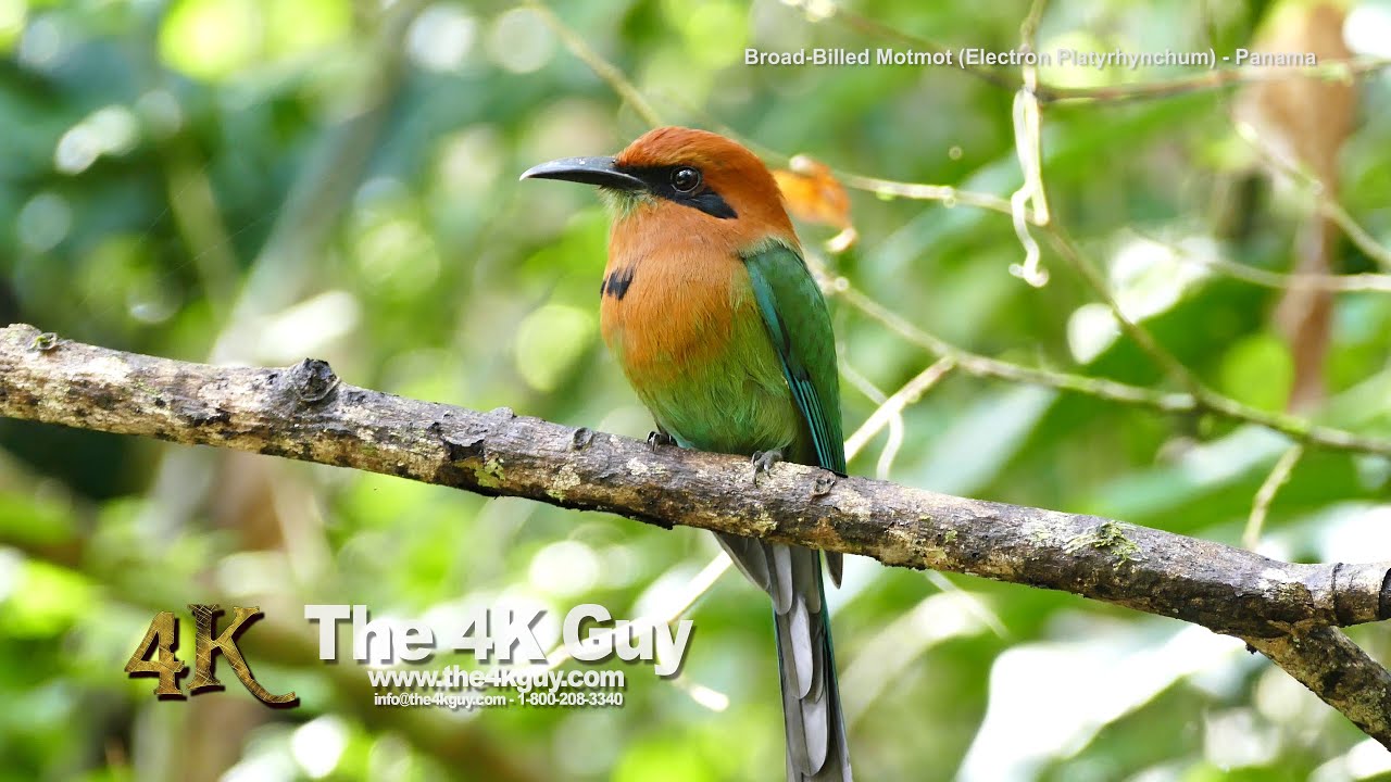 4K UHD - Broad-Billed Motmot perched on swinging branch - Gamboa