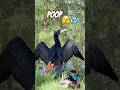 Poop ? Pee ? Cormorant #shorts