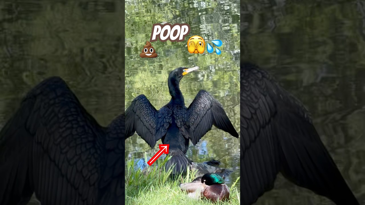 Poop ? Pee ? Cormorant #shorts