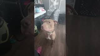 Pretty Little Chappo