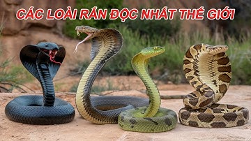 Kinh Hoàng Trước 10 Loài Rắn Độc Nguy Hiểm Nhất Thế Giới!