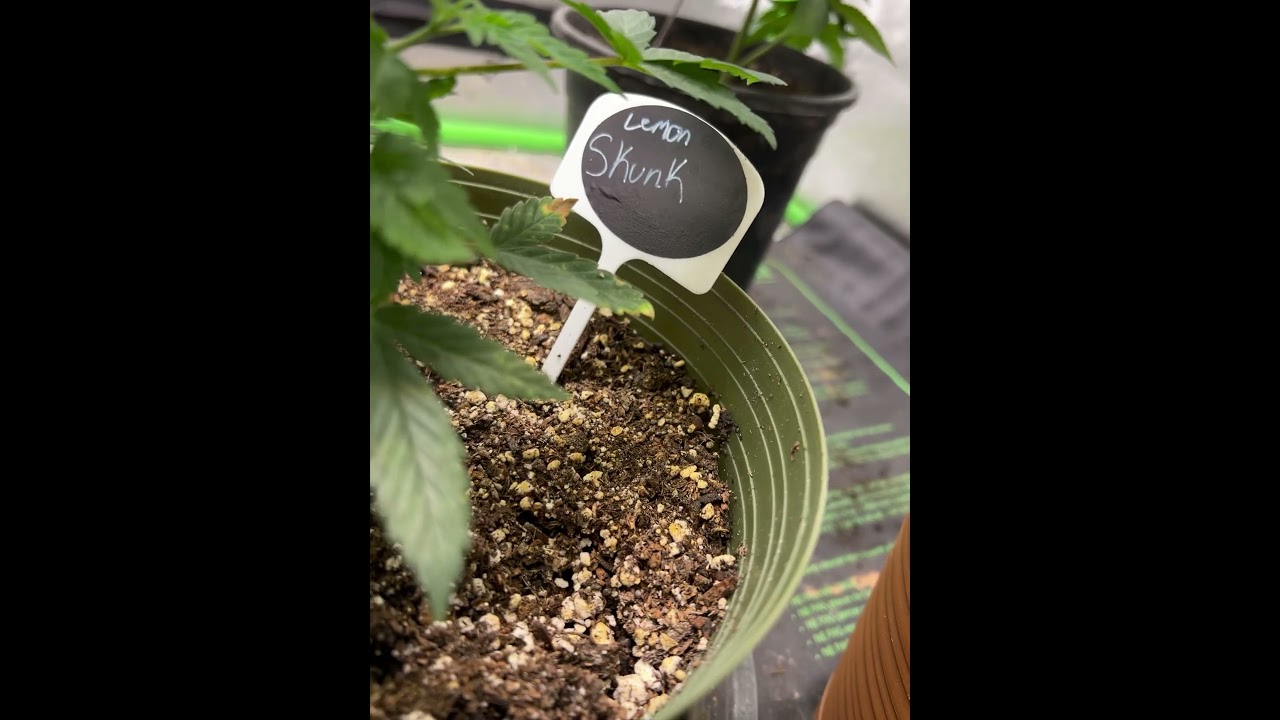 Lemon 🍋 skunk 🦨 extremely hard to find !!!! 3 week veg