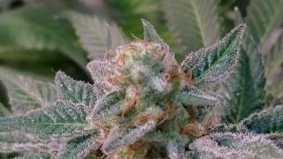Blue Frost - Day 63 bloom in living organic soil
