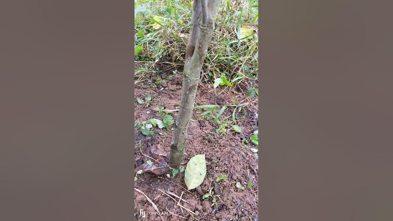 Pruning my 16month old Jackfruit pruning organicgardening jackfruit
