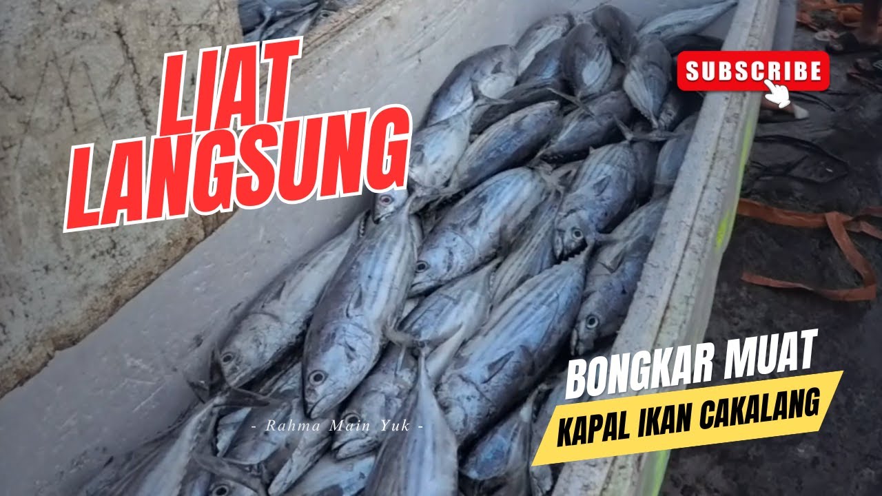 Wisata Pagi Ternate: Serunya Liat Nelayan Bongkar Ikan di Pelabuhan Perikanan Nusantara PPN Ternate