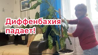 У нас холод и дождь. Диффенбахия падает . Что в огороде?