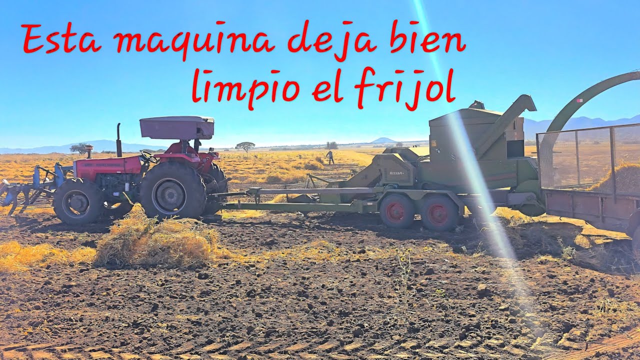 Trilla de frijol con recojetrilladora Gitesa