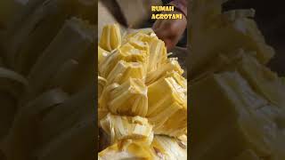 Download Lagu Begini Teknik Mengupas Nangka di Thailand MP3