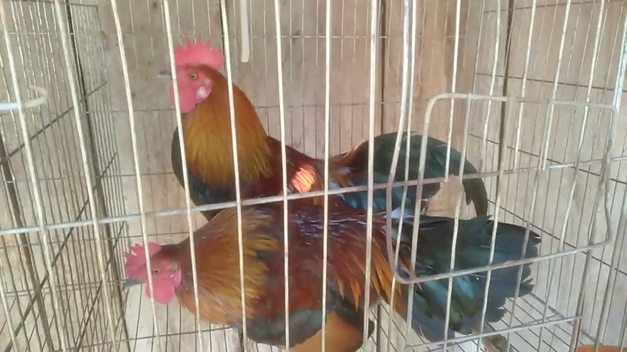 Gà mồi tơ thuần mồi gáy hay giọng ưng rừng.