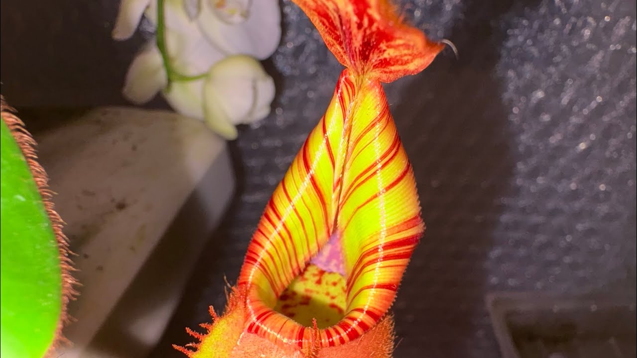 NEPENTHES GREEN HOUSE TOUR NOV 25