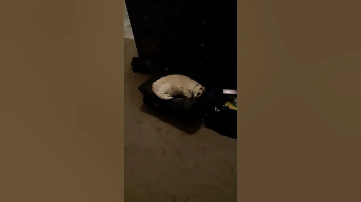 karlee sleeping on suitcase..please don't go away!
