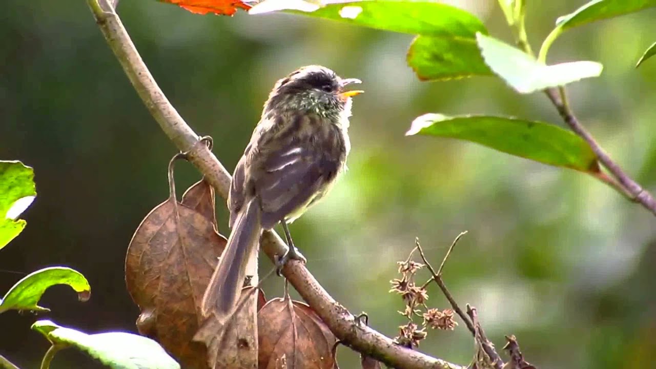 agile tit tyrant, Uromyias agilis, Anairetes agilis, Parque Natural Chingaza, Bogota Birding1