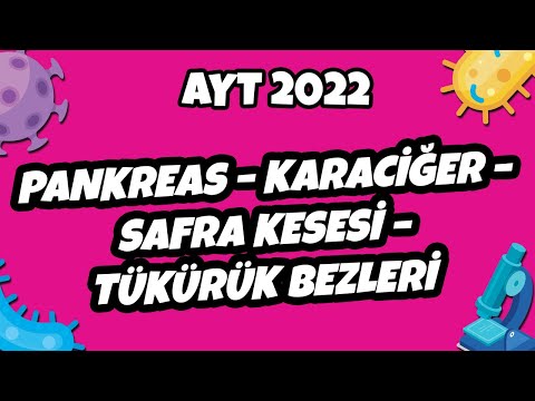 Pankreas – Karaciğer – Safra Kesesi – Tükürük Bezleri | AYT Biyoloji 2022 #hedefekoş