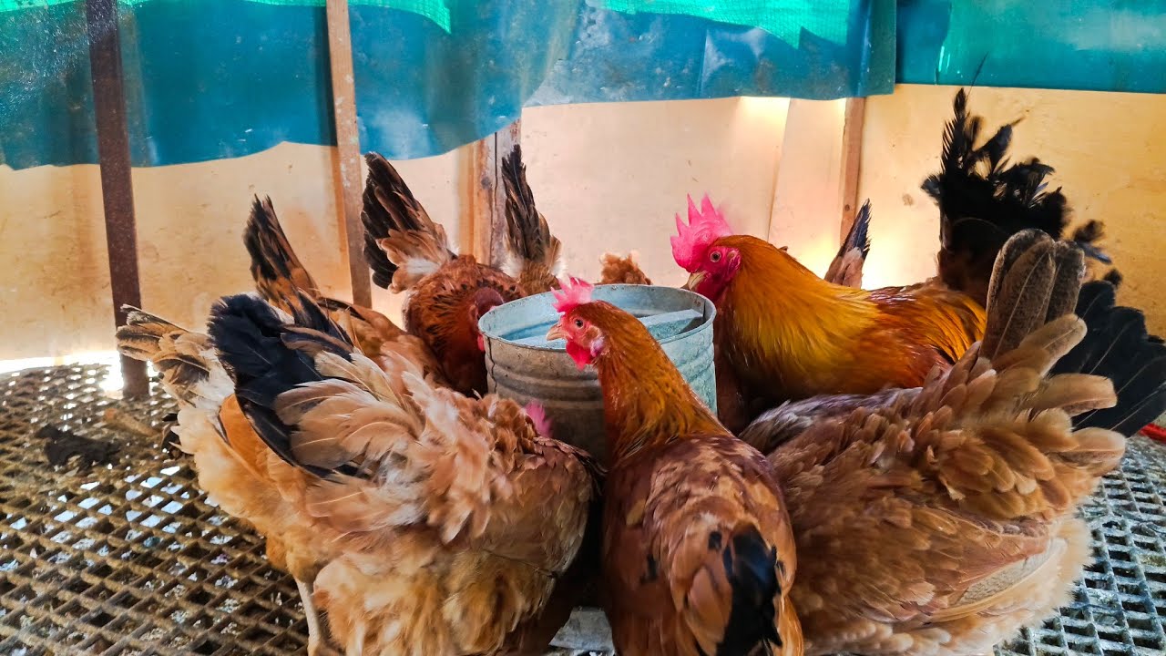 جربت تربية الفراخ السينا قبل كده ؟