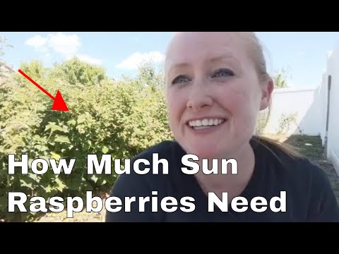 Can Raspberry Bushes Grow in the Shade? (Yes, but you need to know this)