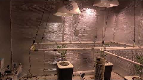 Day 1 CCH2O system with scrog net grow and Mr. nice