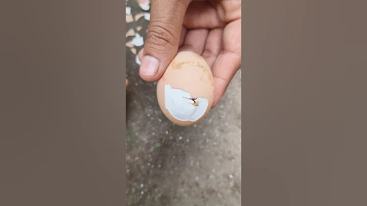 Helping hatching baby chick#mianinventions#eggincubator#chicks