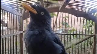 Pancingan jalak kebo gacor di sore hari