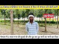 100 बीघे का युवा किसान क्यों पोपलर की खेती करना चाहता हैं ?