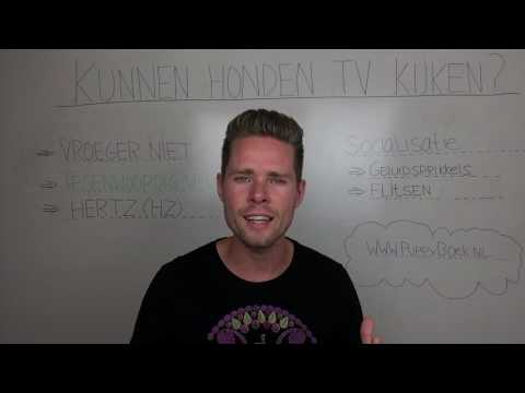 Video: Kunnen Honden Tv Zien? - Honden En Televisie - Kijken Honden Tv?