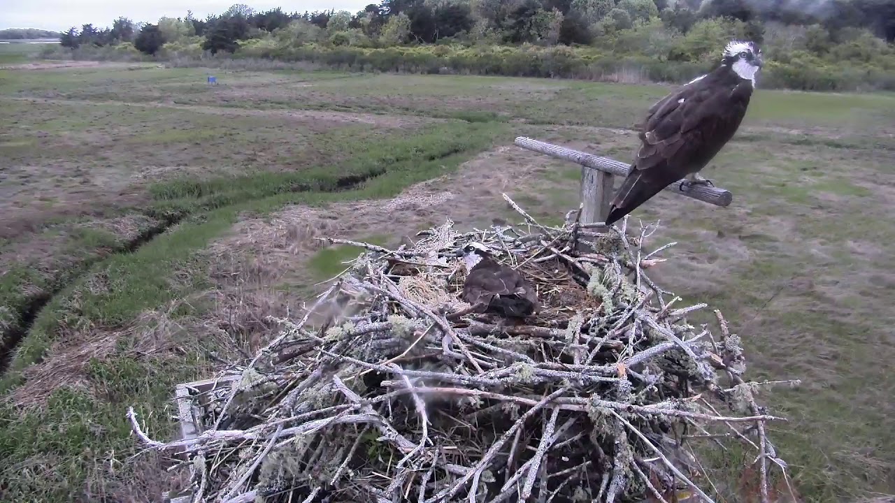 camera iphone 8 plus apk Cape Cod Museum of Natural History Live Stream
