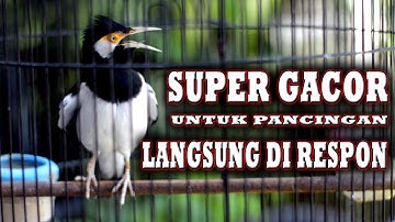 JALAK SUREN ISIAN INI PASTI MAKIN BIKIN GACOR JALAK SUREN ANDA #jalaksuren