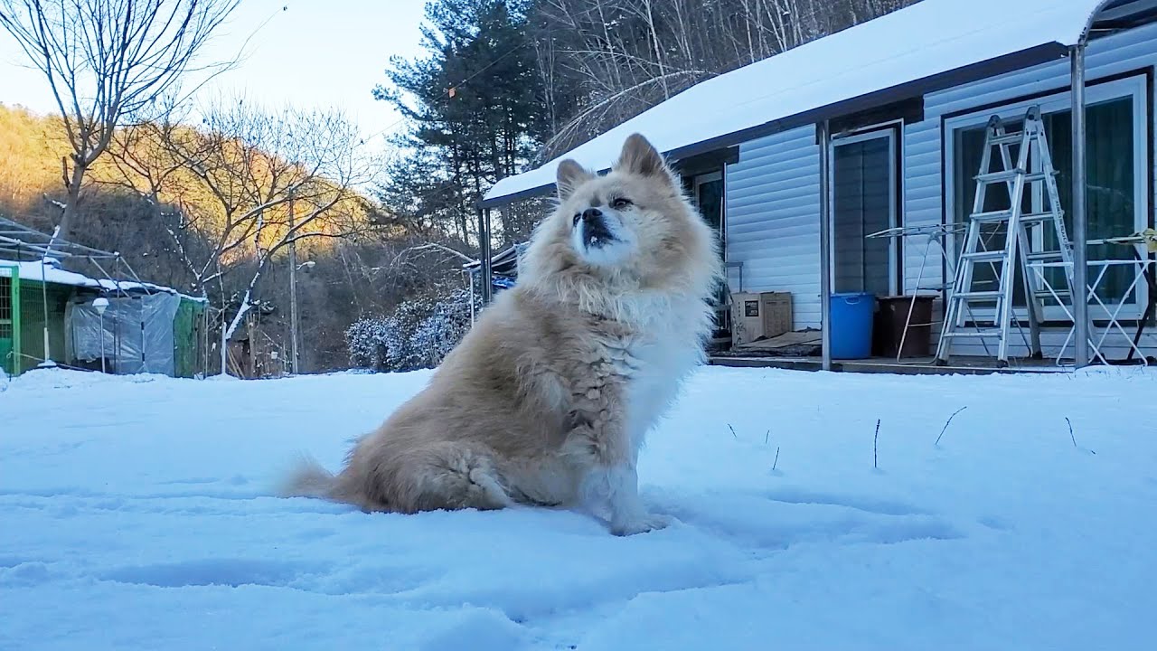 Первый снег в корейской деревне! Выгуливаю собаку и ем батат-фри.