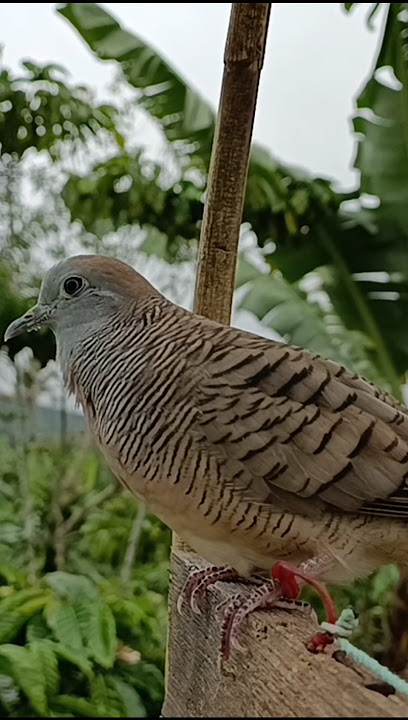 Suara Burung Perkutut Betina Gacor
